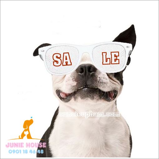 Cún cưng cũng cần được trang bị kính mát để bảo vệ mắt khỏi tia cực tím và cải thiện tầm nhìn xa - Junie House