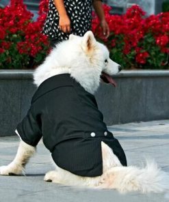 Áo chú rễ, áo cưới cho cún yêu - cunsieupham.com