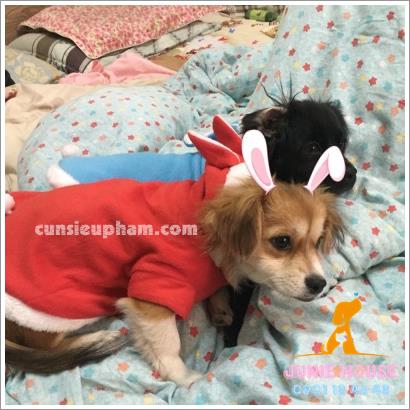 Quần áo tai thỏ cho chó mèo - trang phục siêu nhân Junie House - Trang phục hiệp sĩ cao bồi cho chó - Đồ Minions - Đò cướp biển cho chó