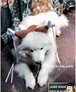 Bờm tóc đùi gà tiểu long nữ - kimono cho chó mèo - Balo ong vàng cho chó mèo - Áo superman cho chó lớn - Balo cho chó mèo - quần áo khủng long cho chó mèo - quần áo tết cho chó mèo - trang phục siêu nhân Junie House - Trang phục hiệp sĩ cao bồi cho chó - Đồ Minions - Đồ cướp biển cho chó - 0901 18 46 48
