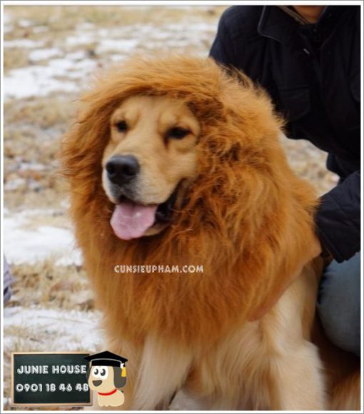 Junie House chuyên cung cấp trang phục cosplay cho chó mèo như áo Adidog có mũ, hiệp sĩ cao bồi, trang phục Superman, Cướp biển, bờm sư tử cho chó lớn... Hotline 0901 18 46 48