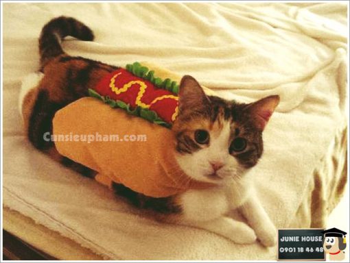 Junie House chuyên cung cấp trang phục cosplay cho chó mèo như áo Adidog có mũ, hiệp sĩ cao bồi, trang phục Superman, Cướp biển, Áo hotdog cho chó mèo... Hotline 0901 18 46 48