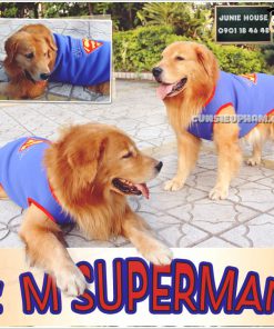 Junie House chuyên cung cấp trang phục cosplay cho chó mèo như áo Adidog có mũ, hiệp sĩ cao bồi, trang phục Superman, Cướp biển, áo superman cho chó lớn... Hotline 0901 18 46 48