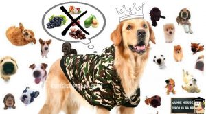 Những thức ăn chó không được ăn - những thức ăn không tốt cho chó - những thức ăn độc hại cho chí - Junie House Cún siêu phàm
