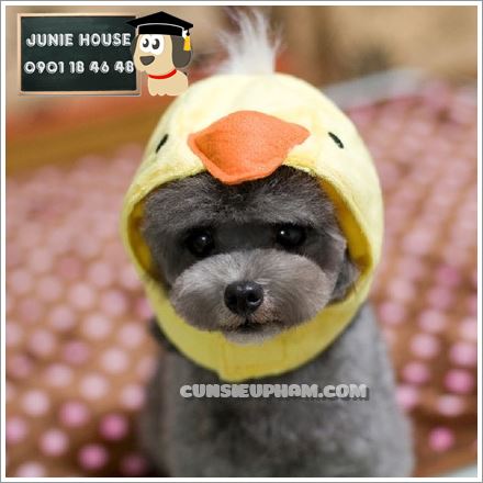 Junie House chuyên cung cấp trang phục cosplay cho chó mèo như áo Adidog có mũ, hiệp sĩ cao bồi, trang phục Superman, Cướp biển, mũ hình thú cho chó mèo... Hotline 0901 18 46 48
