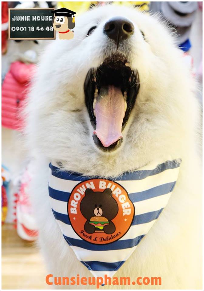 Junie House chuyên cung cấp quần áo cho chó, quần áo chó mèo, khăn yếm dành cho chó lớn... Hotline 0901 18 46 48
