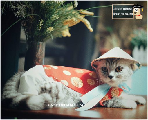 Junie House chuyên cung cấp các loại quần áo phụ kiện cho chó mèo như: đồ tết cho chó mèo,, áo dài tết dành cho chó mèo ... Hotline 0901184648