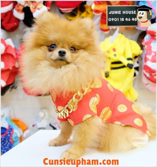 Junie House chuyên cung cấp các loại quần áo phụ kiện cho chó mèo như: đồ tết cho chó mèo,, áo dài tết dành cho chó mèo ... Hotline 0901184648