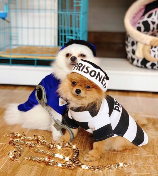 Junie House chuyên cung cấp quần áo, phụ kiện cho thú cưng: Trang phục superman, cướp biển, minions, áo hoodie supreme dành cho chó mèotrang phục cosplay prisoner dành cho chó mèo01.18.46.48
